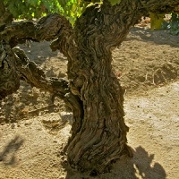 Old vines define Mokelumne River-Lodi AVA